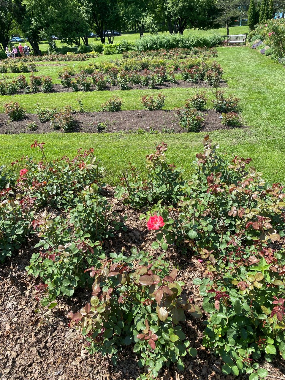  Lyndale Park Garden...
