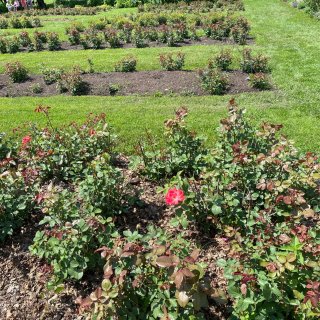  Lyndale Park Garden...