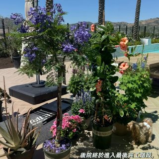 種花讓人開心🌸🪴🪻...
