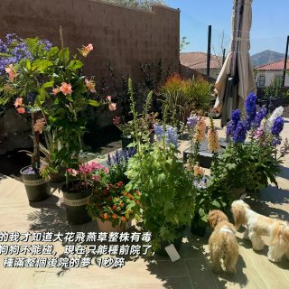種花讓人開心🌸🪴🪻...
