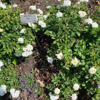  Lyndale Park Garden...
