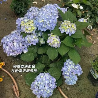 種花讓人開心🌸🪴🪻...