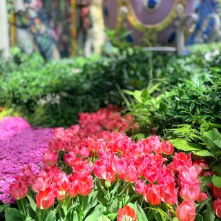 我在Vegas误入了豌豆公主的童话世界...