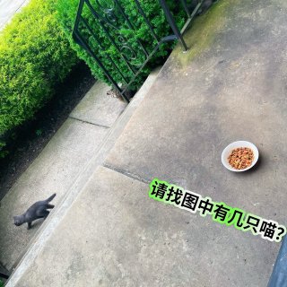 怎么舍得把你拒之门外｜炎夏时节流浪猫救助...