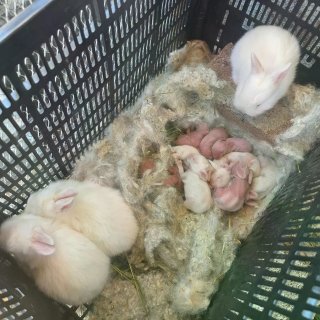 洛杉矶大量兔子领养...