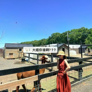 🇺🇸纽约周边｜1h直达可以采🍓的动物农场...