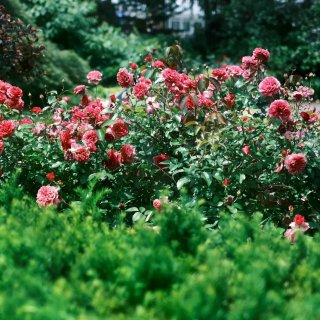 纽约绝美新展🌸被NYBG的复古波普花海硬...