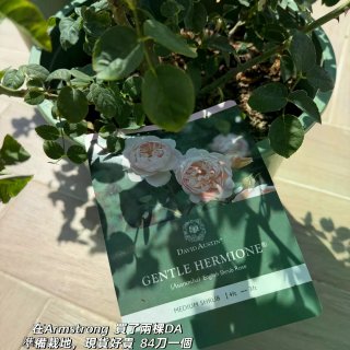 種花讓人開心🌸🪴🪻...