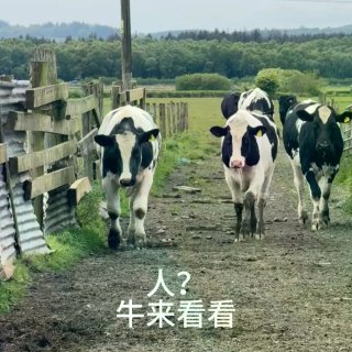 在格拉看到的牛牛合集...
