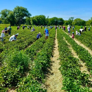 波士顿草莓季来了Verrill Farm...