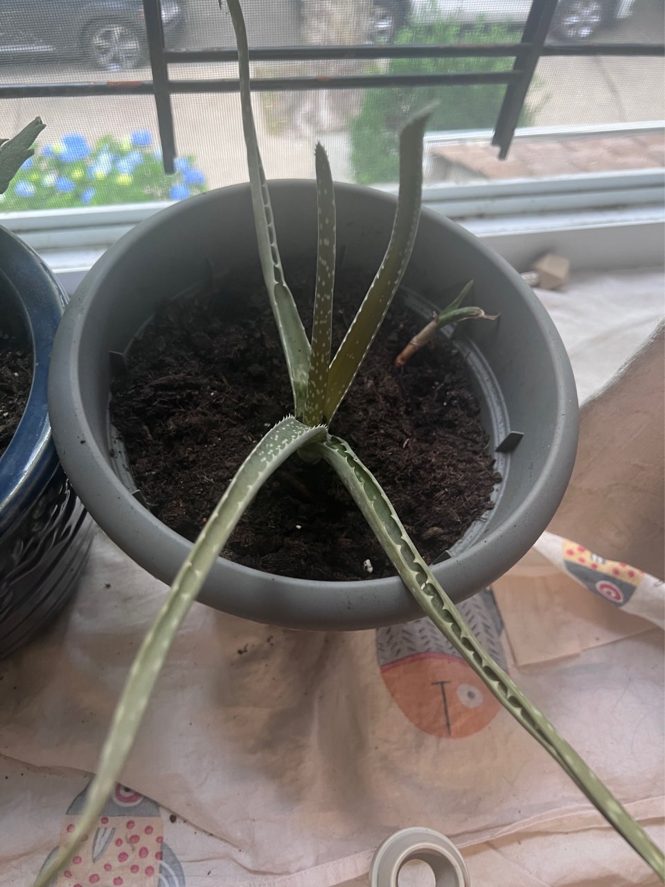 救活芦荟