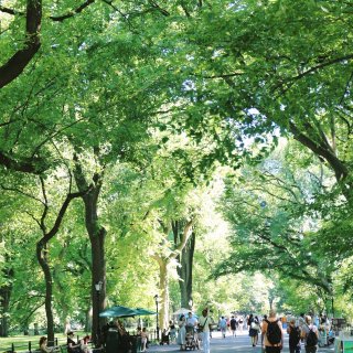 Central Park 初夏🌳...