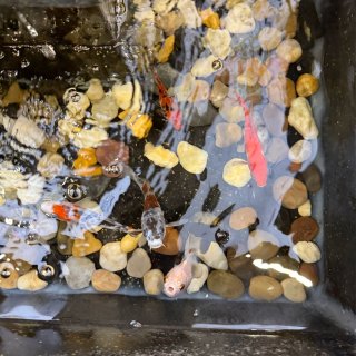 2哥 砂锅 · 过桥米线 Bob’s N...