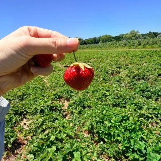 🇺🇸纽约周边｜1h直达可以采🍓的动物农场...