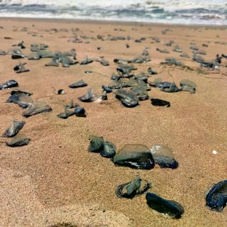 湾区👩🏻‍💻oncall结束去海边冷静一...