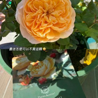 種花讓人開心🌸🪴🪻...