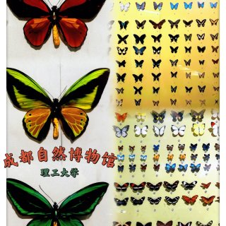 成都自然博物馆｜宝石+恐龙一站式搞定！...