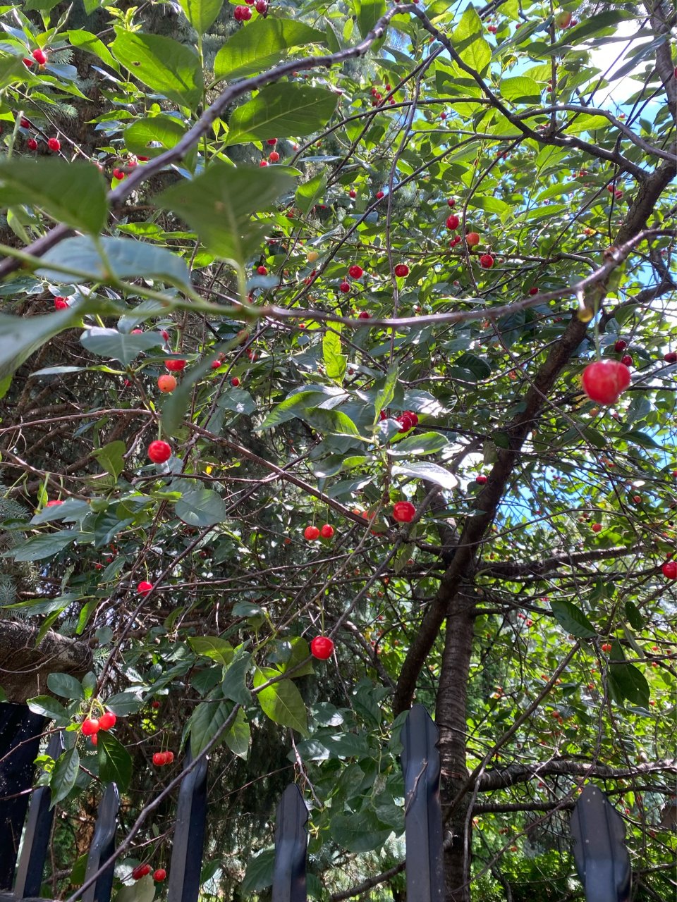 路边的酸樱桃🍒...