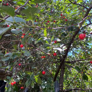 路边的酸樱桃🍒...