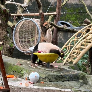 重庆👀准一线的天际线🐼熊猫看了...