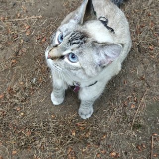 遛猫