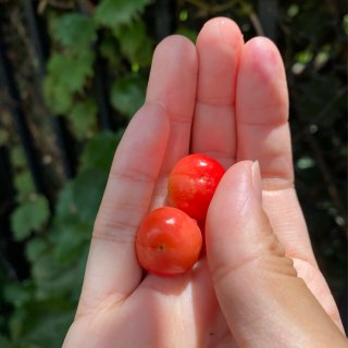 路边的酸樱桃🍒...
