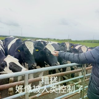 在格拉看到的牛牛合集...