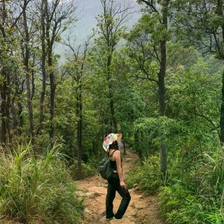 山、树与我