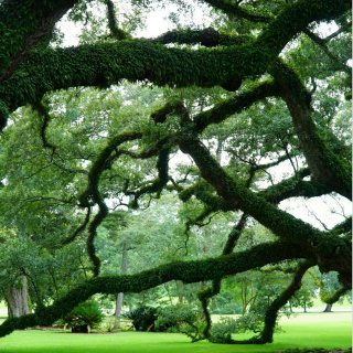 误入NOLA的夏日秘境🌳...