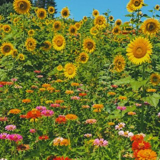 完整的夏天，就是穿着花裙子去看向日葵🌻...