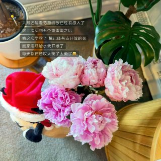 最近｜北美超市挖到的平价貌美小小物...