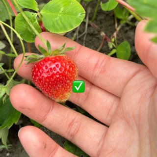 西雅图草莓季🍓U-pick农场推荐&小贴...