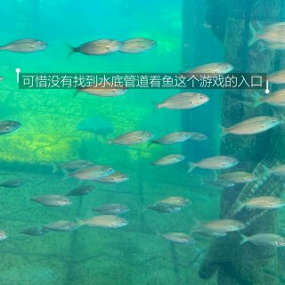 Tenerife穷游旅行美食日记plog...