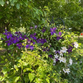  Lyndale Park Garden...