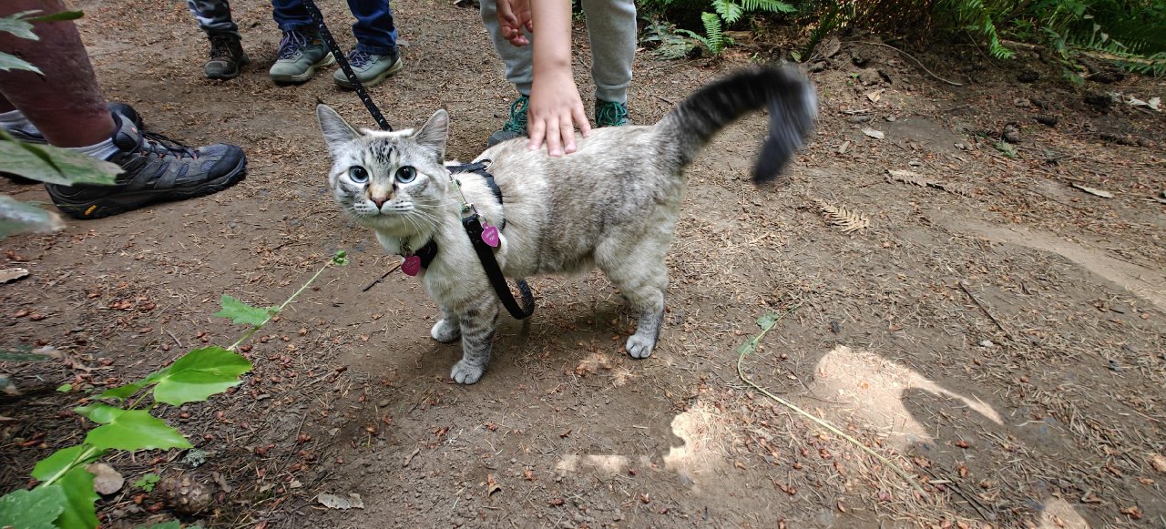 遛猫