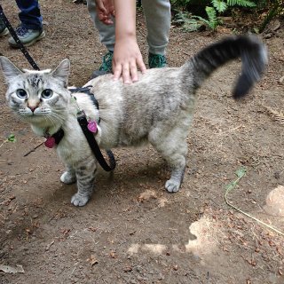 遛猫