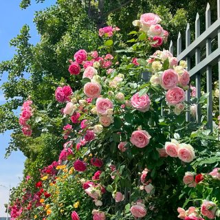 拍花血脉觉醒