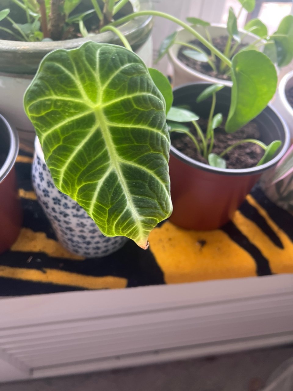 植物中的贵族