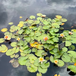 纽约绝美新展🌸被NYBG的复古波普花海硬...