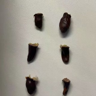 🇩🇪荔枝测评