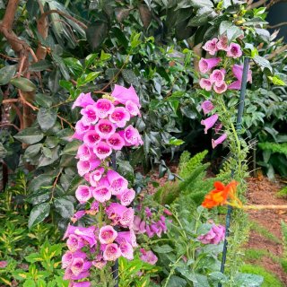 纽约绝美新展🌸被NYBG的复古波普花海硬...