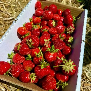 波士顿草莓季来了Verrill Farm...