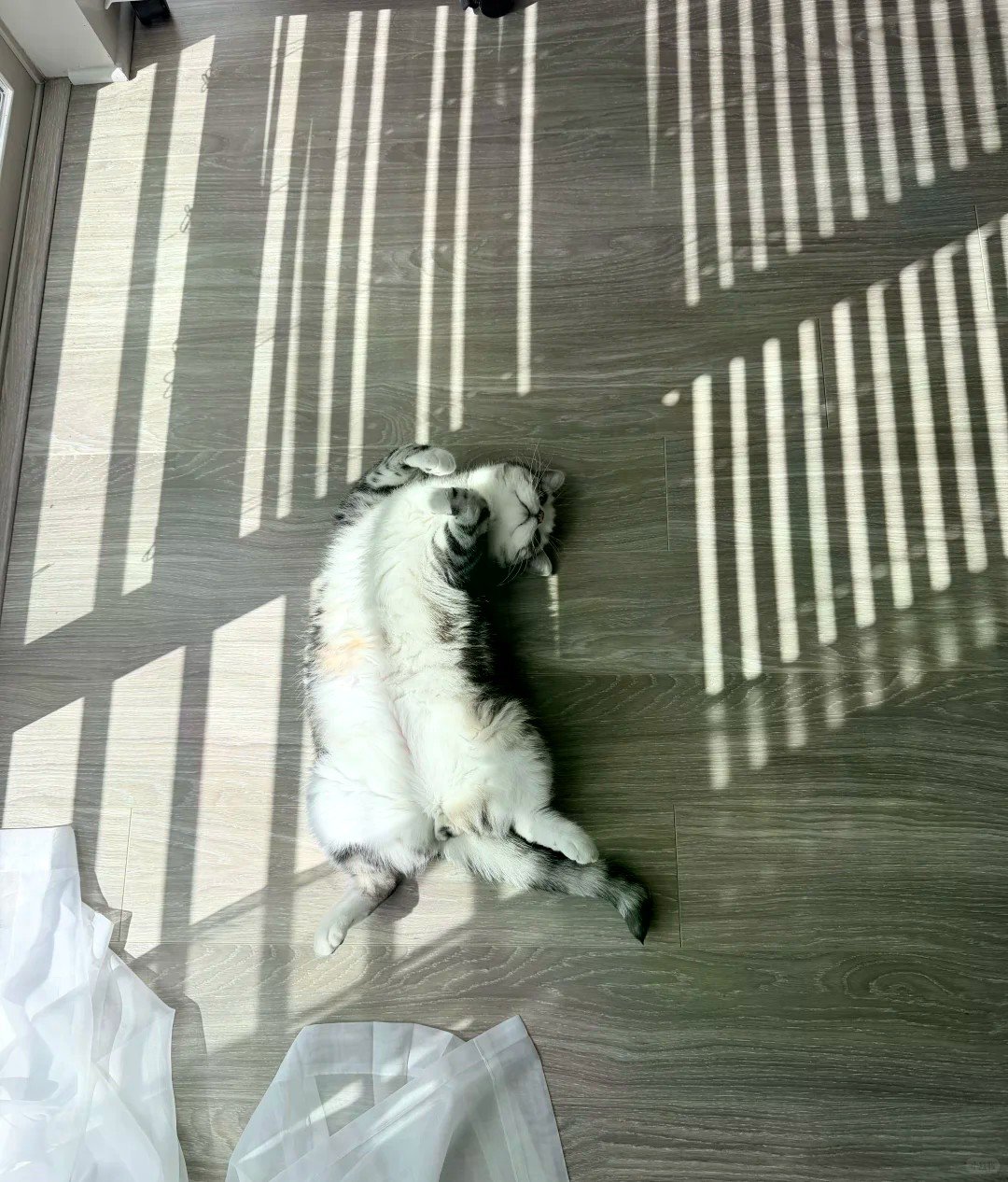 为什么猫猫夏天也要坚持晒太阳...