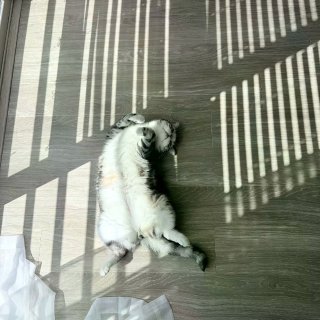 为什么猫猫夏天也要坚持晒太阳...