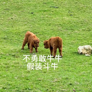 在格拉看到的牛牛合集...