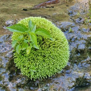 溪流的声音比风更慢一点~...