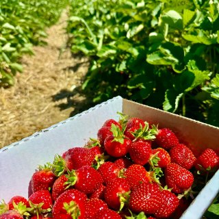 波士顿草莓季来了Verrill Farm...
