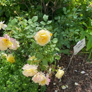  Lyndale Park Garden...