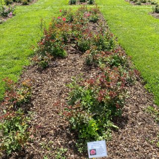  Lyndale Park Garden...