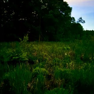 波士顿周边｜夏天限定萤火虫Firefly...